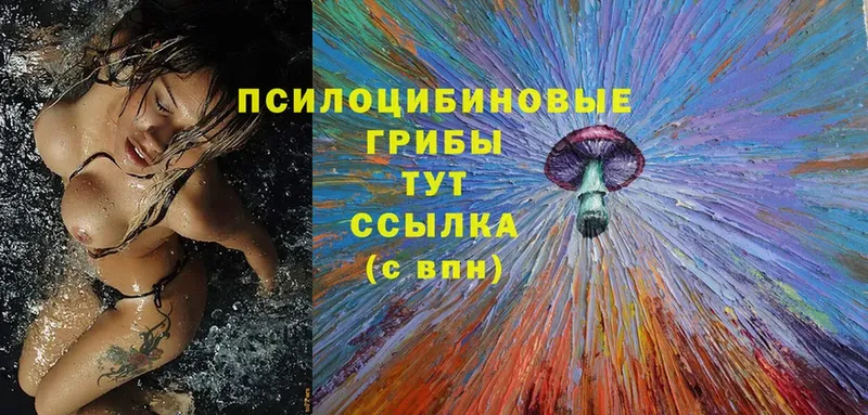 магазин  наркотиков  Каменногорск  гидра ссылки  Галлюциногенные грибы MAGIC MUSHROOMS 